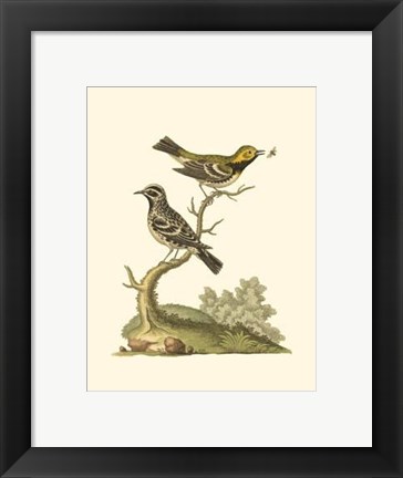 Framed Petite Bird Study II Print