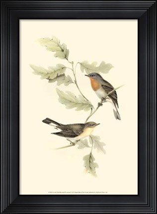 Framed Gould&#39;s Red-Breasted Fly-Catcher Print