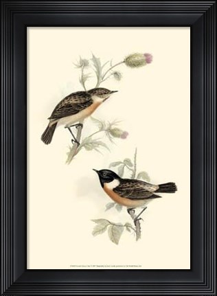 Framed Gould&#39;s Stone-Chat Print
