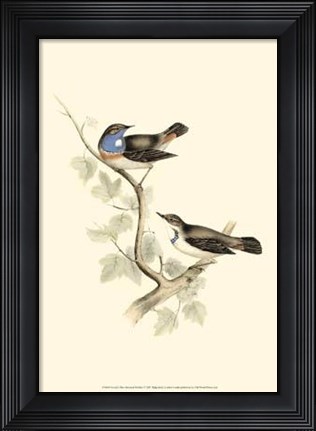 Framed Gould&#39;s Blue-Throated Warbler Print