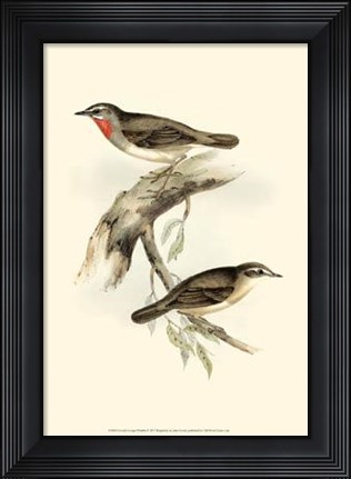 Framed Gould&#39;s Gorget Warbler Print