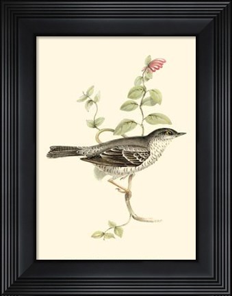 Framed Gould&#39;s Barred Warbler Print