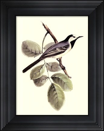 Framed Gould&#39;s White Wagtail Print