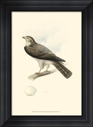 Framed Meyer&#39;s Hawk I Print