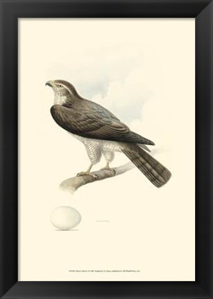 Framed Meyer&#39;s Hawk I Print