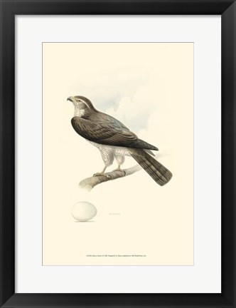Framed Meyer&#39;s Hawk I Print