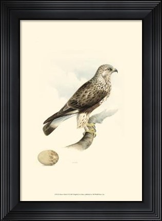 Framed Meyer's Hawk II Print
