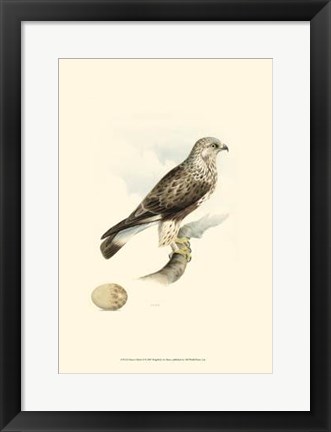 Framed Meyer&#39;s Hawk II Print