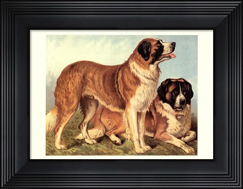 Framed St Bernard Print