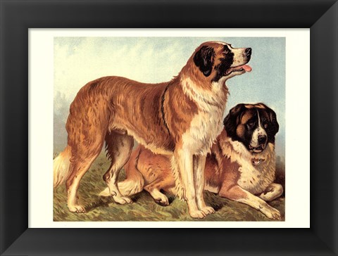 Framed St Bernard Print