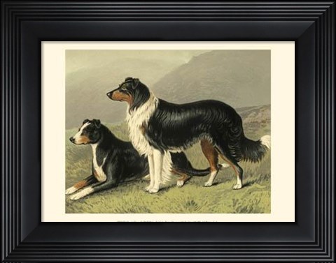 Framed Sheep Dogs Print