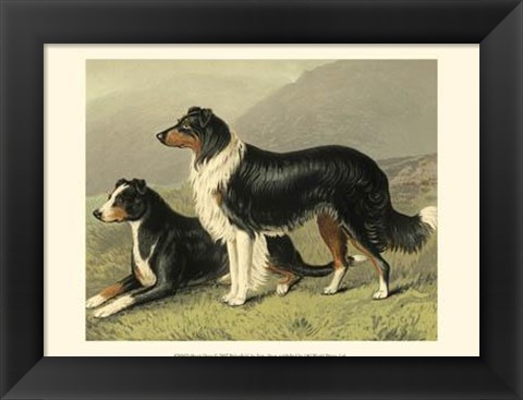 Framed Sheep Dogs Print