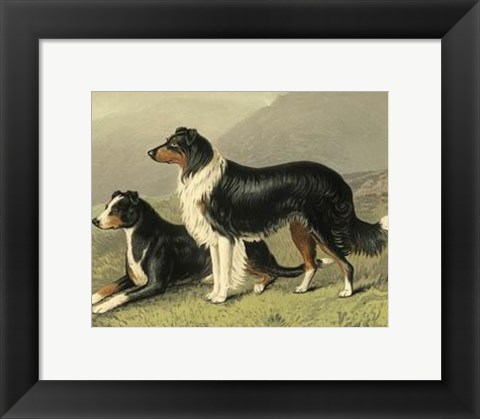 Framed Sheep Dogs Print