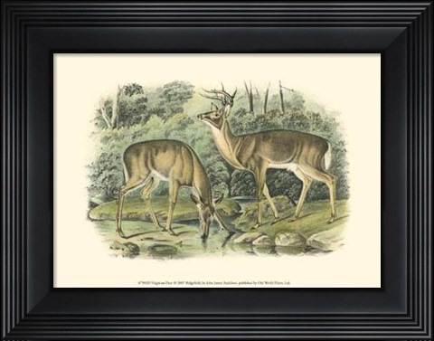 Framed Virginian Deer Print