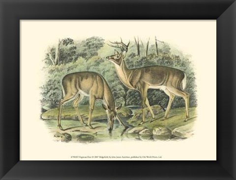 Framed Virginian Deer Print
