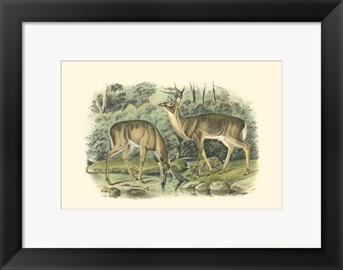 Framed Virginian Deer Print
