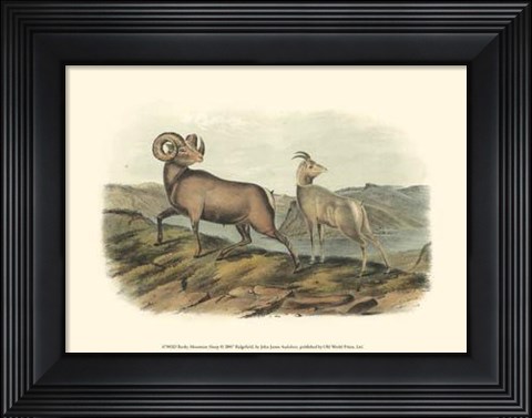 Framed Rocky Mountain Sheep Print