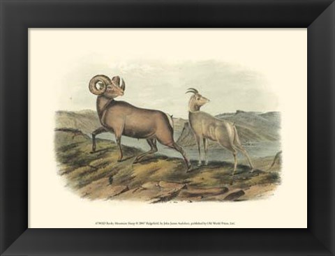 Framed Rocky Mountain Sheep Print