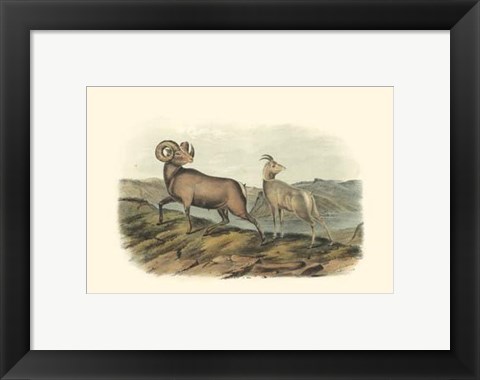 Framed Rocky Mountain Sheep Print