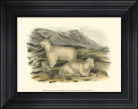 Framed Rocky Mountain Goat Print