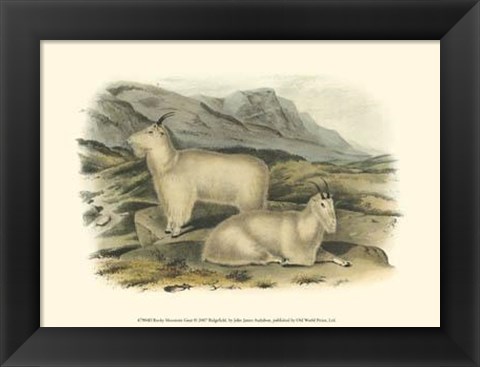 Framed Rocky Mountain Goat Print