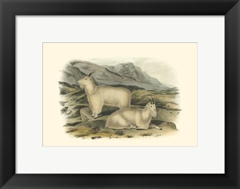Framed Rocky Mountain Goat Print