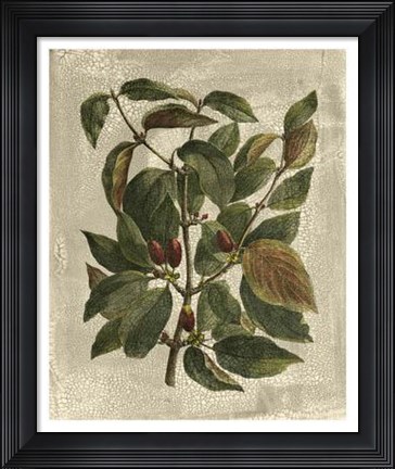 Framed Tree II Print