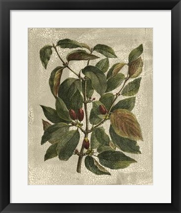 Framed Tree II Print