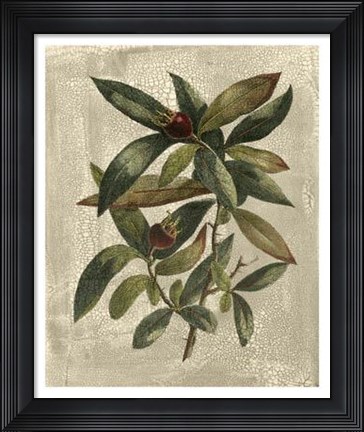 Framed Tree III Print