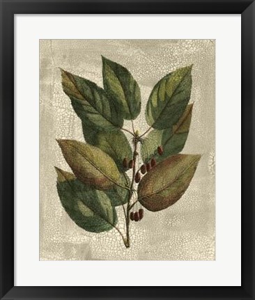 Framed Tree IV Print