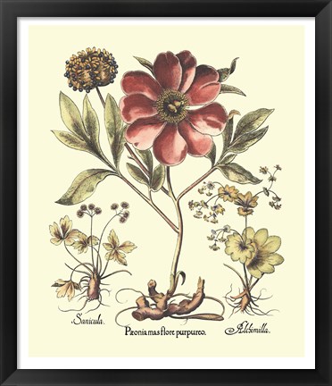 Framed Framboise Floral I Print