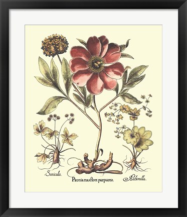 Framed Framboise Floral I Print