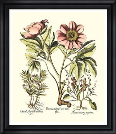 Framed Framboise Floral II Print