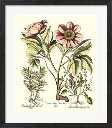 Framed Framboise Floral II Print