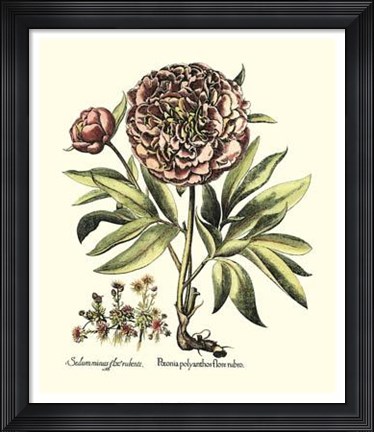 Framed Framboise Floral III Print