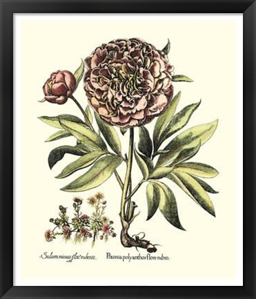 Framed Framboise Floral III Print