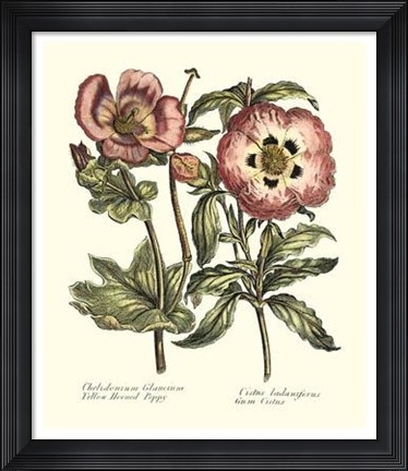 Framed Framboise Floral IV Print