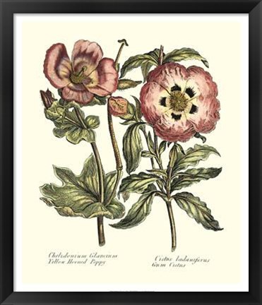 Framed Framboise Floral IV Print