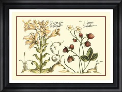 Framed Garden Botanica I Print