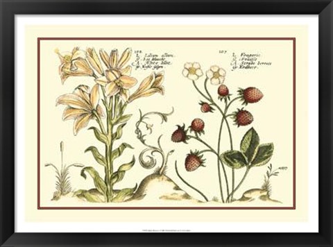 Framed Garden Botanica I Print