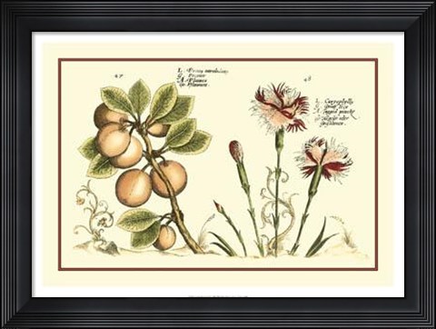 Framed Garden Botanica II Print