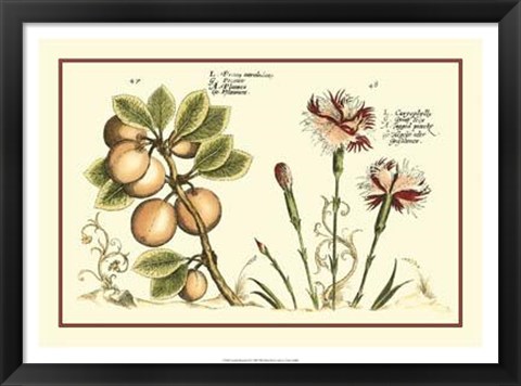 Framed Garden Botanica II Print
