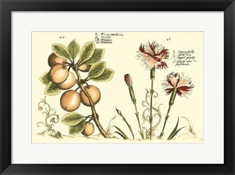 Framed Garden Botanica II Print