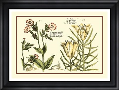Framed Garden Botanica III Print