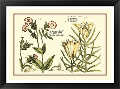 Framed Garden Botanica III Print