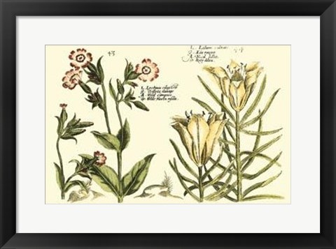 Framed Garden Botanica III Print
