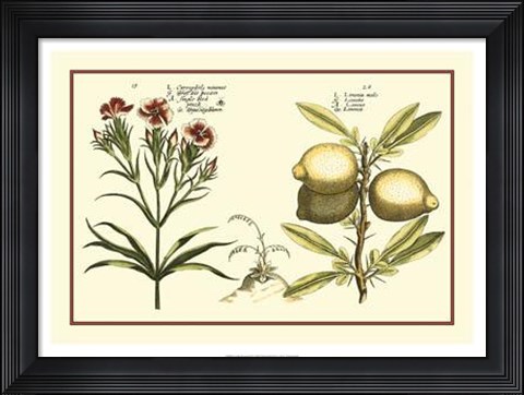 Framed Garden Botanica IV Print
