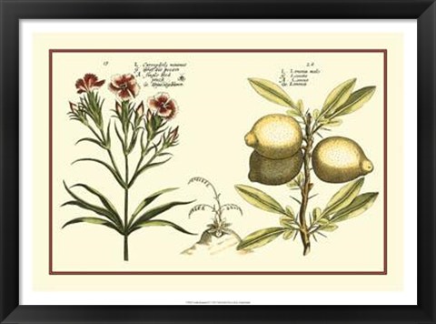 Framed Garden Botanica IV Print