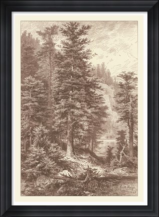 Framed Sepia Noble Fir Print