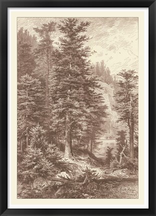 Framed Sepia Noble Fir Print